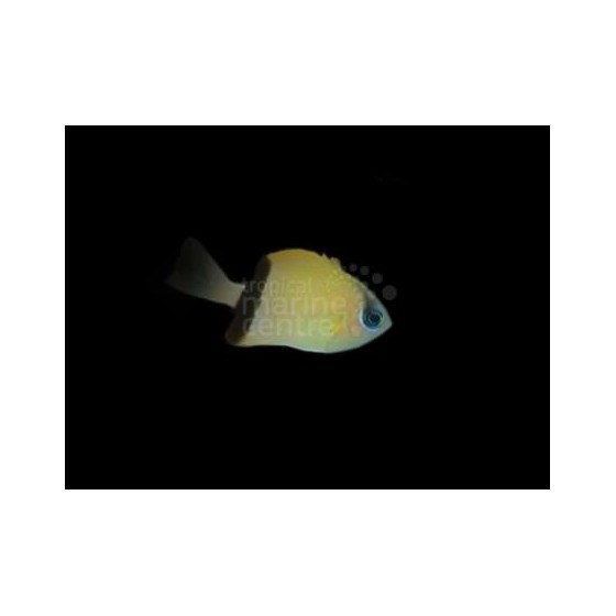 Chromis retrofasciata - Vanneneitokala