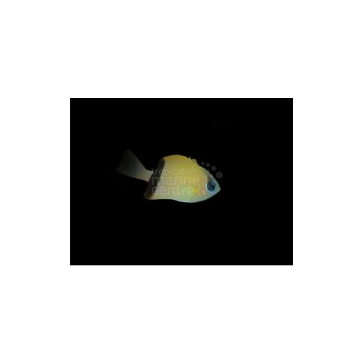 Chromis retrofasciata - Vanneneitokala