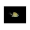 Chromis retrofasciata - Vanneneitokala