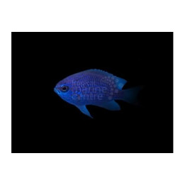 Chromis scotti - Caribbean lilac chromis