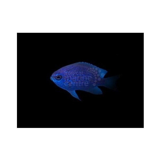 Chromis scotti - Caribbean lilac chromis