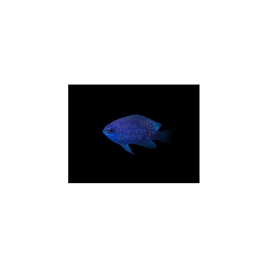 Chromis scotti - Caribbean lilac chromis