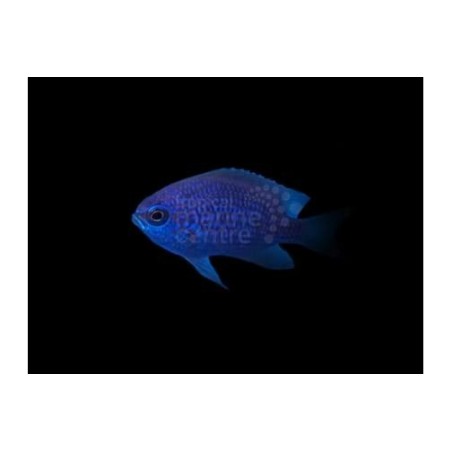 Chromis scotti - Caribbean lilac chromis