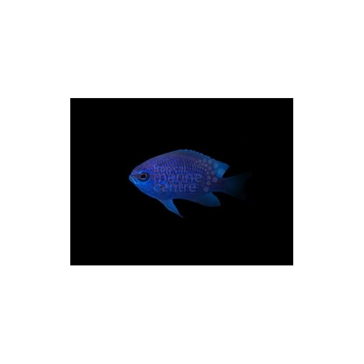Chromis scotti - Caribbean lilac chromis