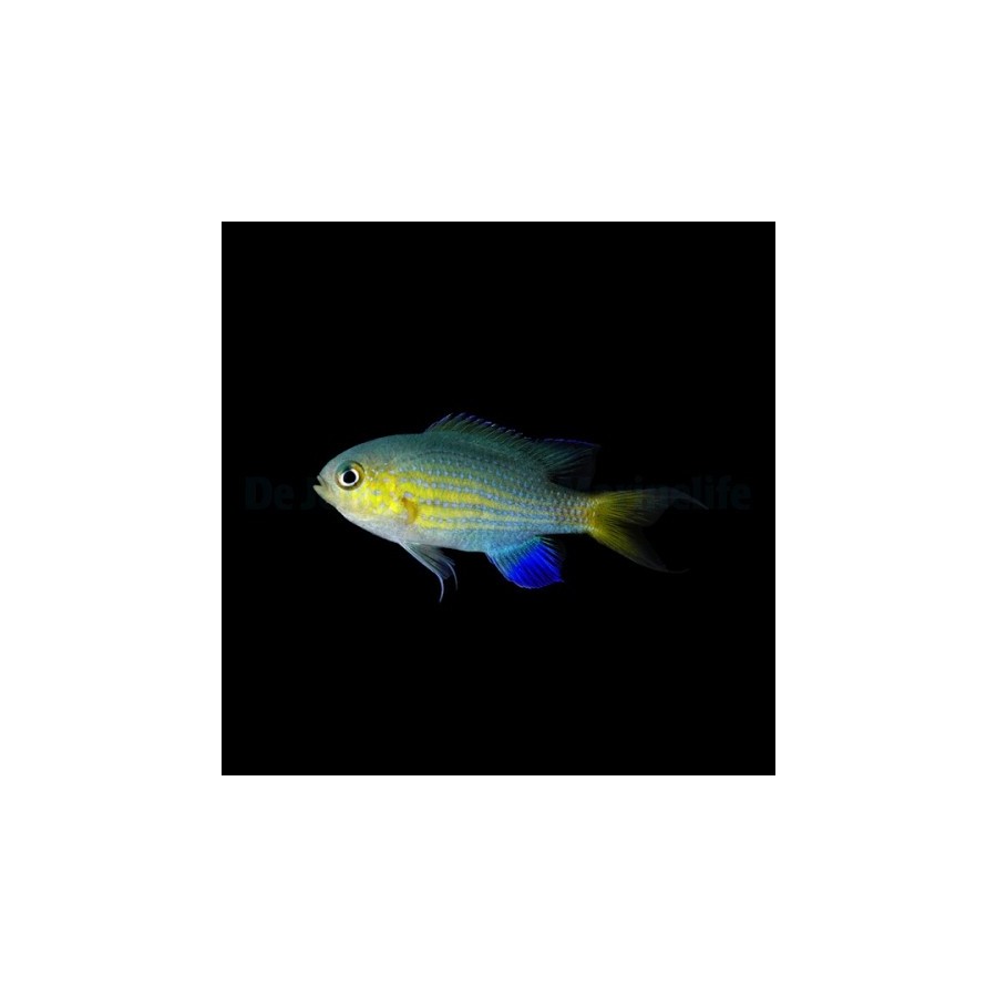 Chromis vanderbilti - Vanderbilt's chromis