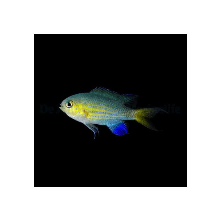 Chromis vanderbilti - Vanderbilt's chromis