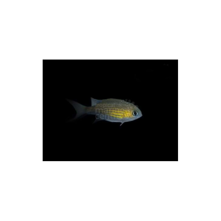 Chromis vanderbilti - Vanderbilt's chromis