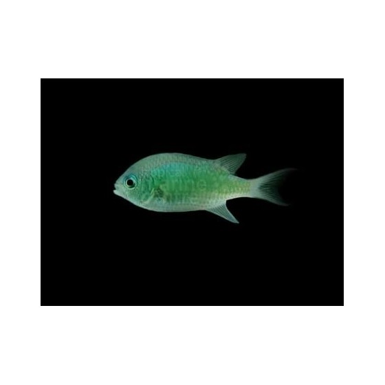 Chromis viridis - viherneitokala