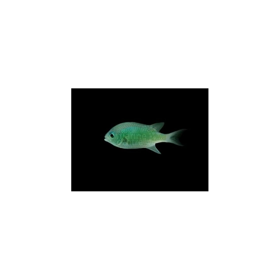 Chromis viridis - viherneitokala