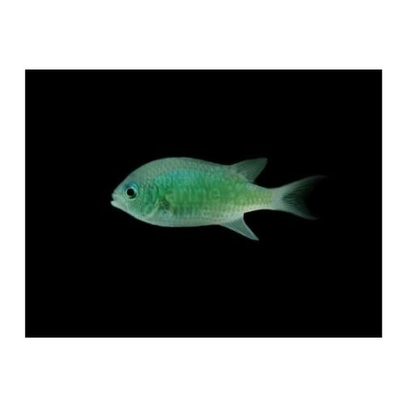 Chromis viridis - viherneitokala