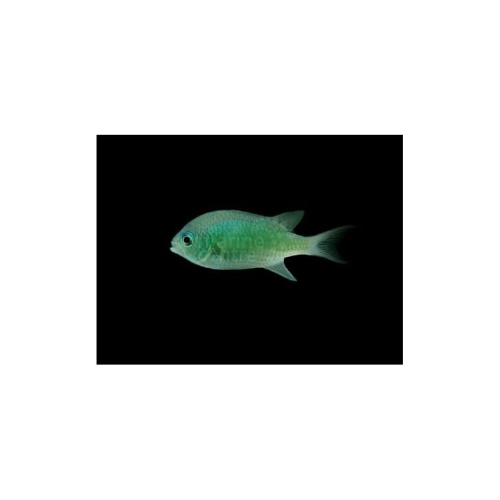 Chromis viridis - viherneitokala