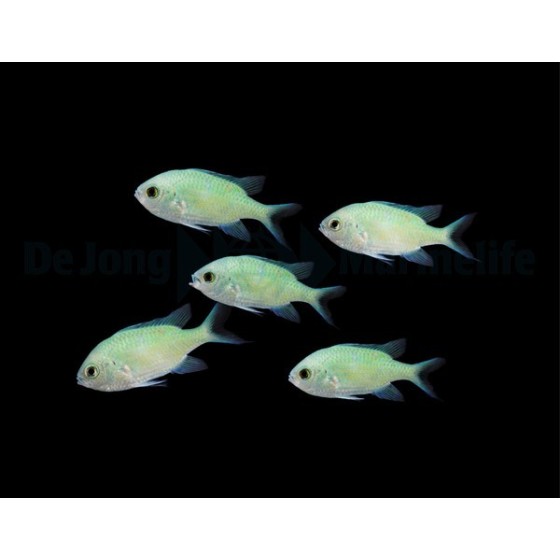 Chromis viridis - viherneitokala