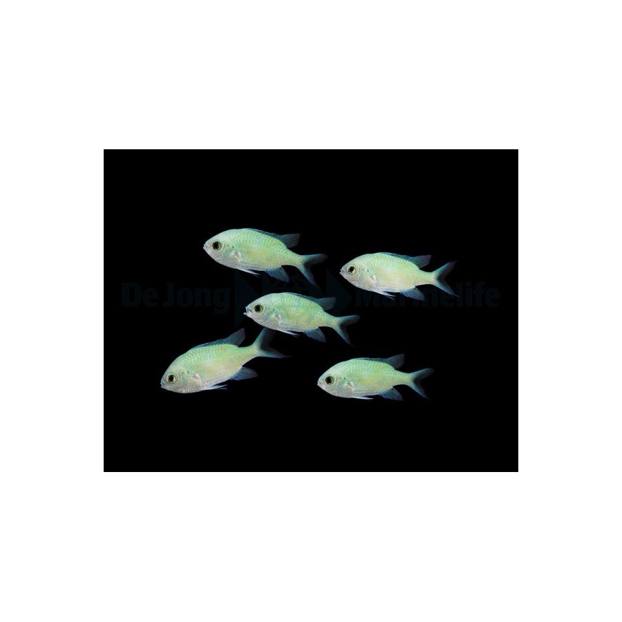 Chromis viridis - viherneitokala