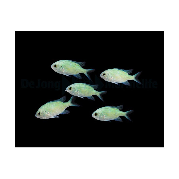 Chromis viridis - viherneitokala