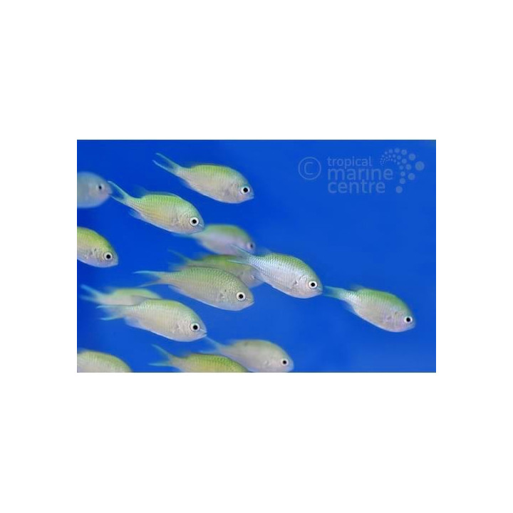 Chromis viridis - viherneitokala
