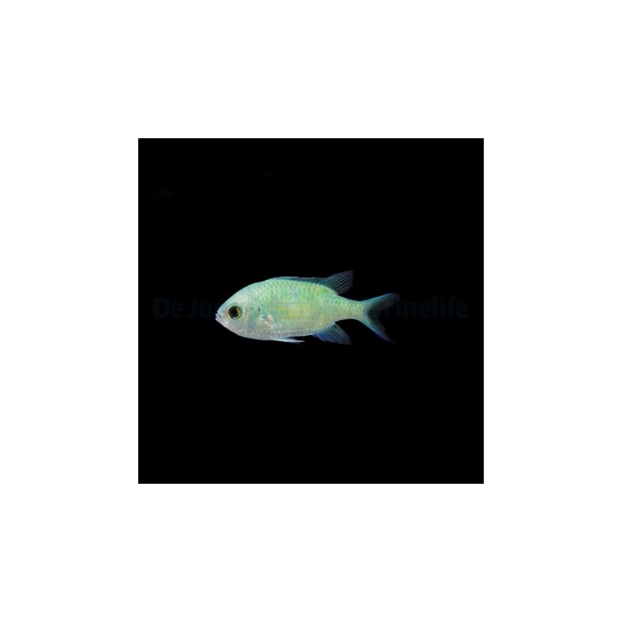 Chromis viridis - viherneitokala