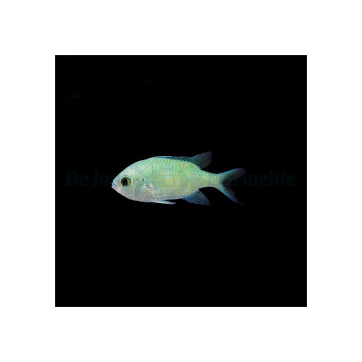 Chromis viridis - viherneitokala