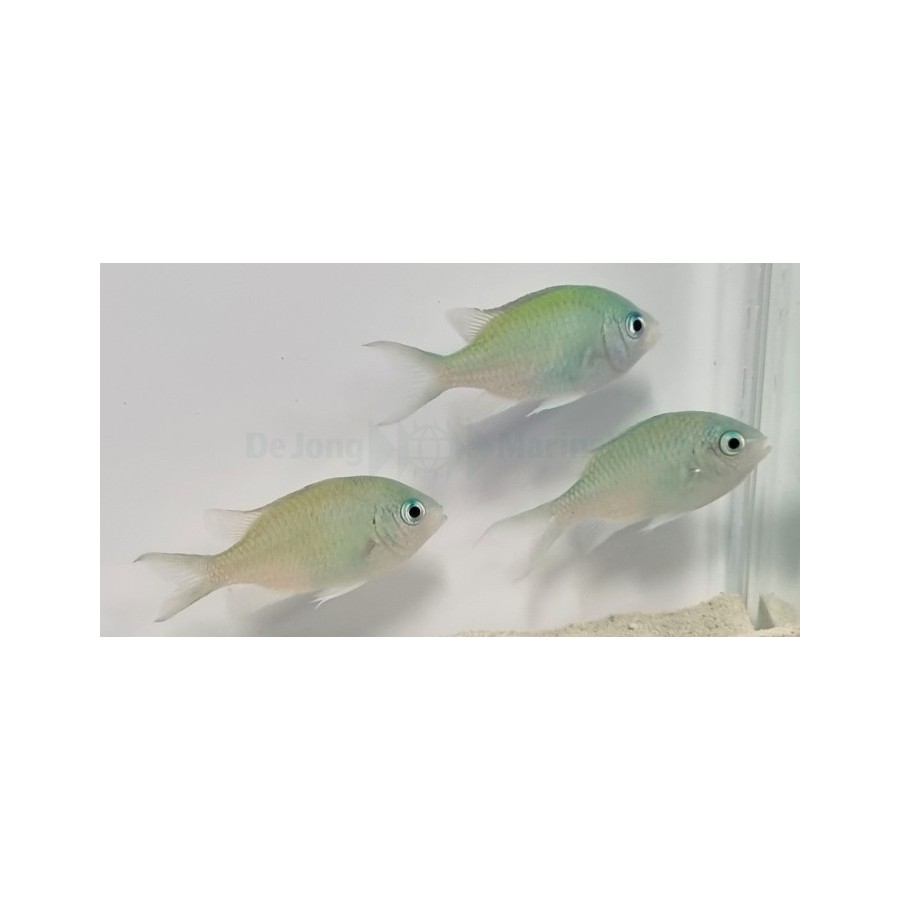 Chromis viridis - viherneitokala