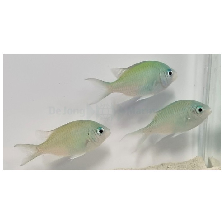 Chromis viridis - viherneitokala