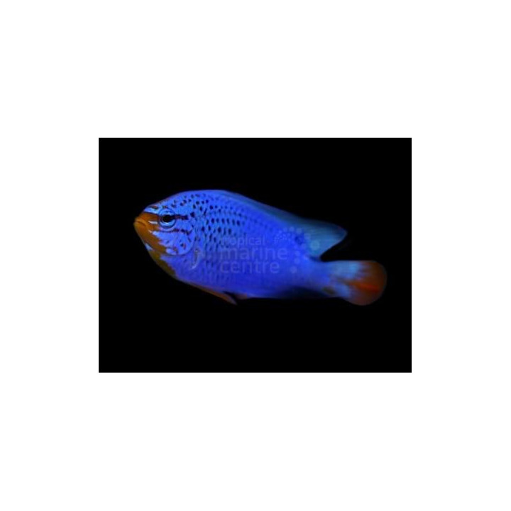 Chrysiptera cyanea - Orange Tail Damsel