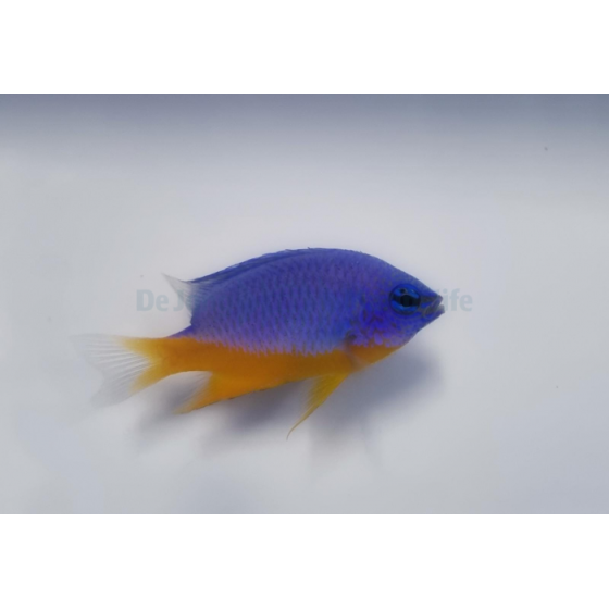 Chrysiptera hemicyanea - Azure Damselfish