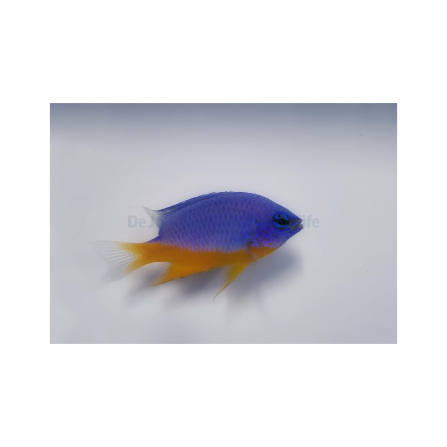 Chrysiptera hemicyanea - Azure Damselfish