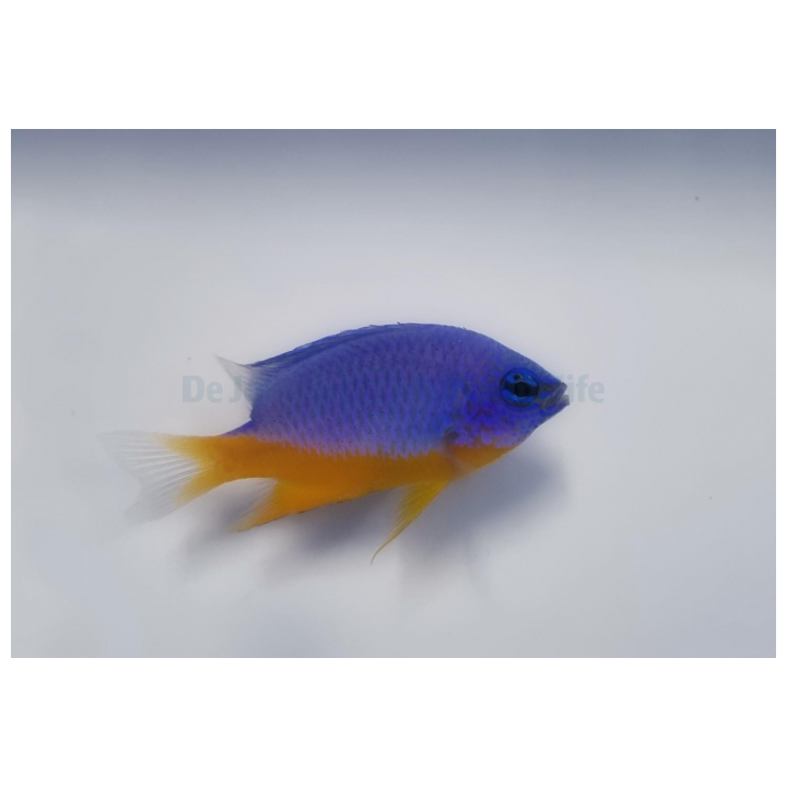 Chrysiptera hemicyanea - Azure Damselfish