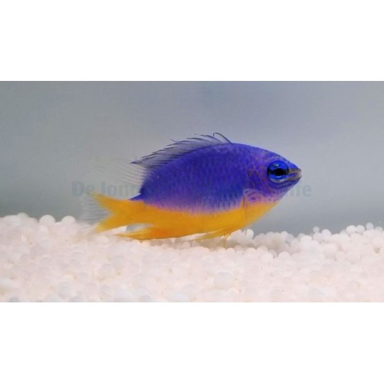 Chrysiptera hemicyanea - Azure Damselfish