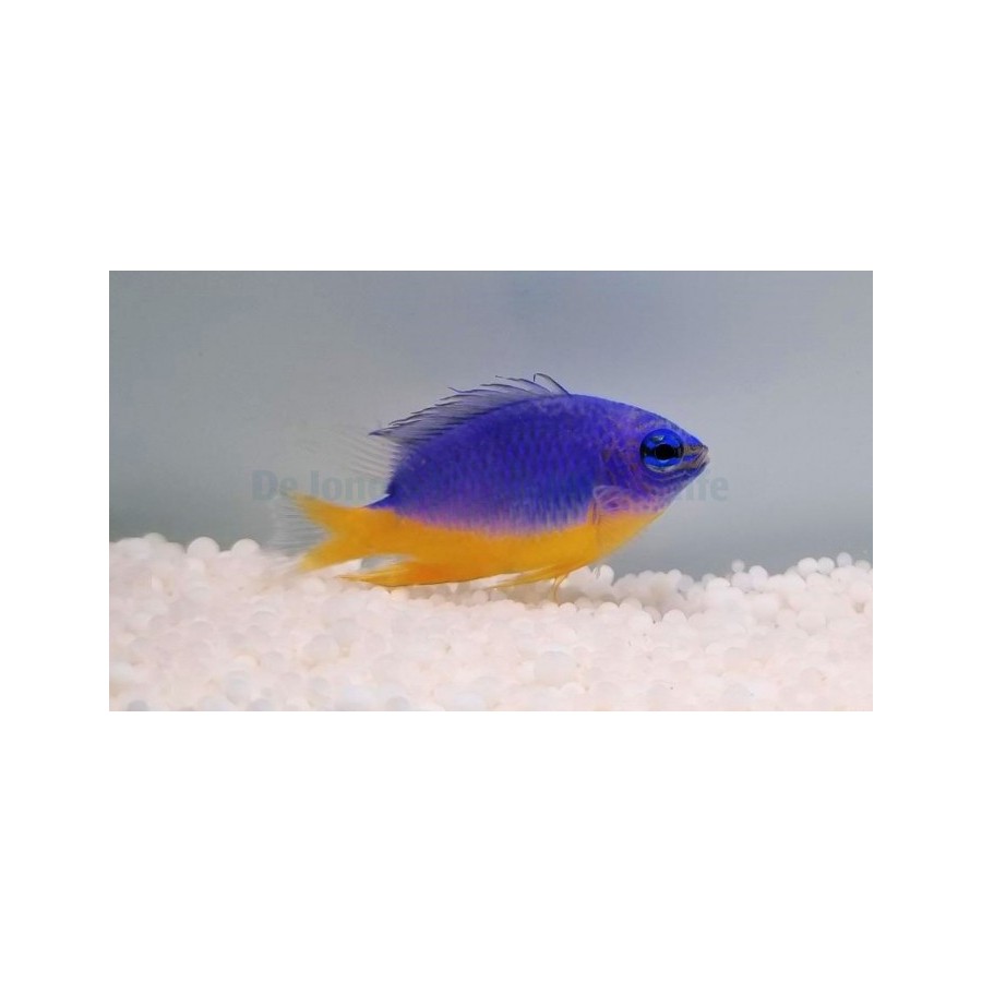 Chrysiptera hemicyanea - Azure Damselfish