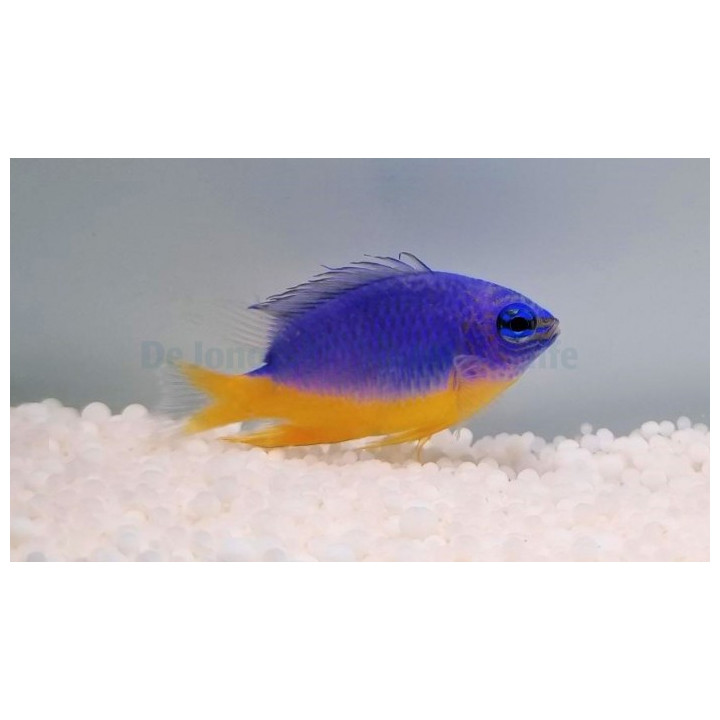 Chrysiptera hemicyanea - Azure Damselfish