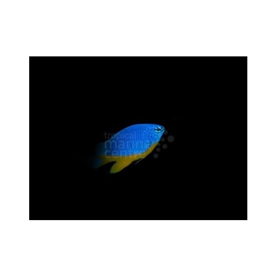 Chrysiptera hemicyanea - Azure Damselfish - viljelty