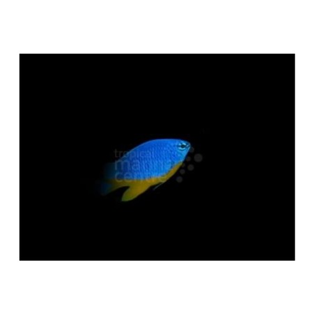 Chrysiptera hemicyanea - Azure Damselfish - viljelty