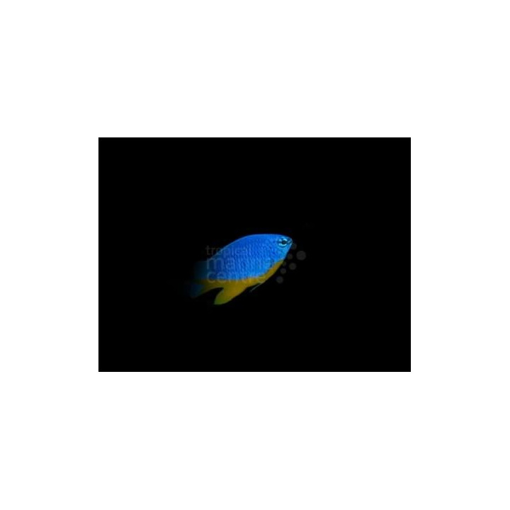 Chrysiptera hemicyanea - Azure Damselfish - viljelty