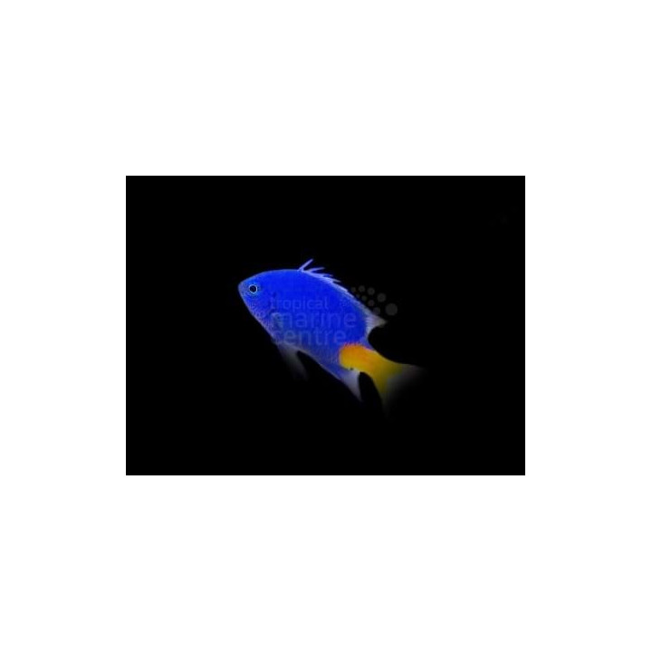 Chrysiptera parasema – Kultapyrstökoralliahven | Kestävä reef safe -merivesikala