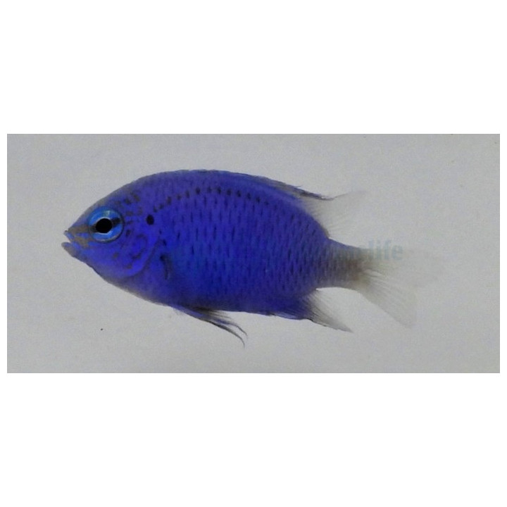 Chrysiptera springeri - Royal Blue Damsel