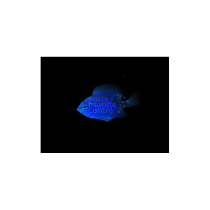 Chrysiptera springeri - Royal Blue Damsel