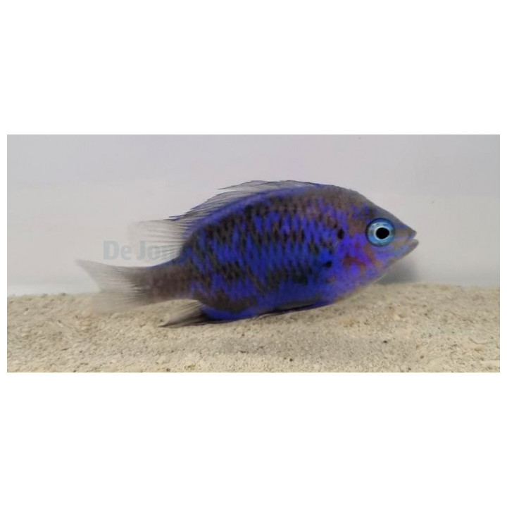 Chrysiptera springeri - Royal Blue Damsel