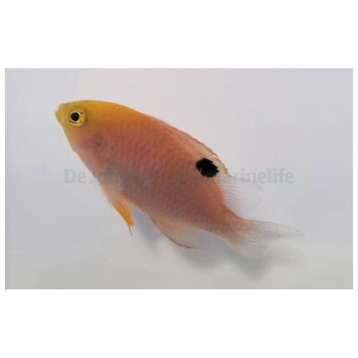 Chrysiptera talboti - Sunface Damsel