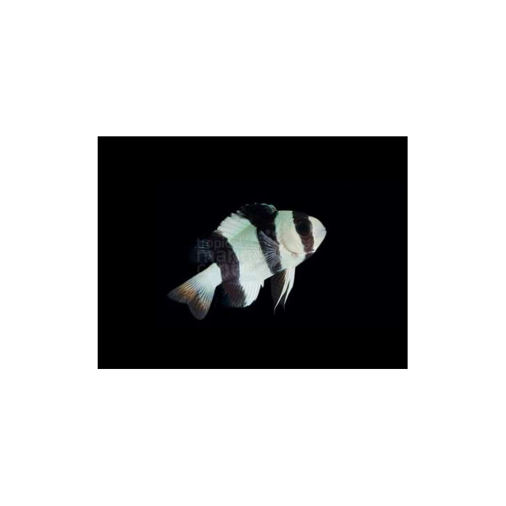 Chrysiptera tricincta - Fijian Panda Damsel