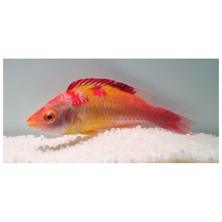 Cirrhilabrus adornatus - Rosy Dwarf Parrot