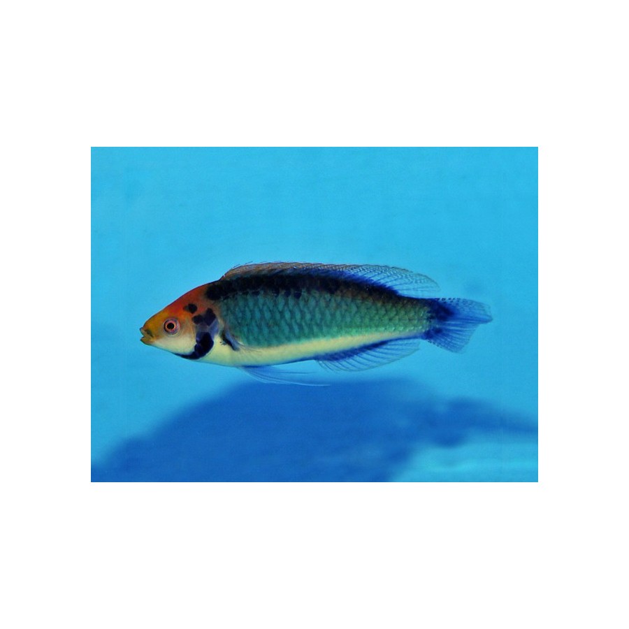 Cirrhilabrus aquamarinus - Koi Dwarf Parrot