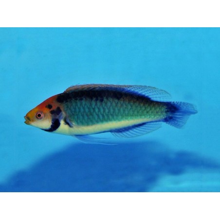 Cirrhilabrus aquamarinus - Koi Dwarf Parrot