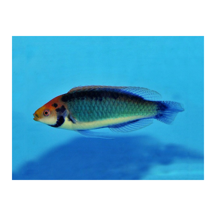 Cirrhilabrus aquamarinus - Koi Dwarf Parrot
