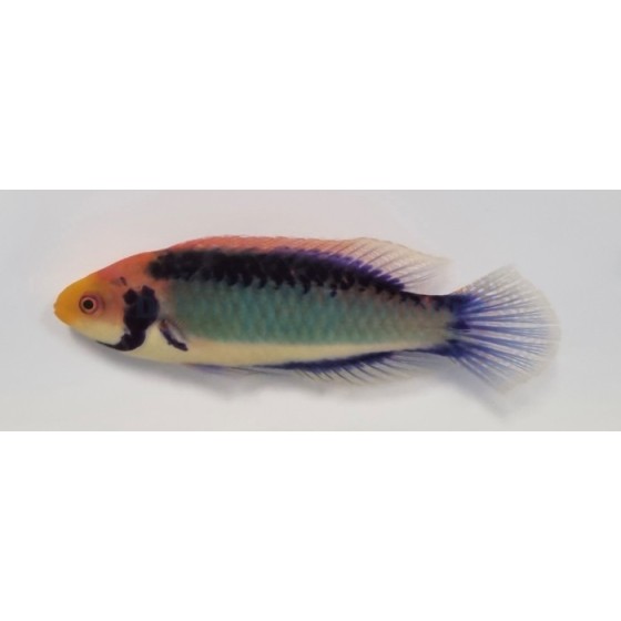 Cirrhilabrus aquamarinus - Koi Dwarf Parrot