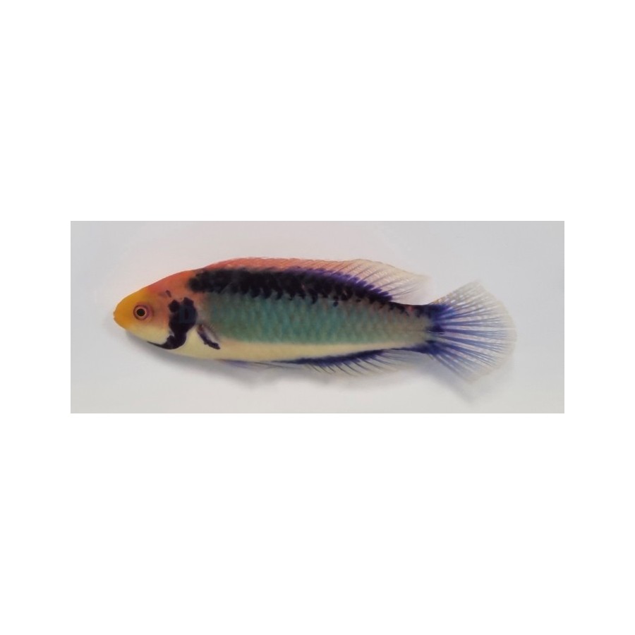 Cirrhilabrus aquamarinus - Koi Dwarf Parrot