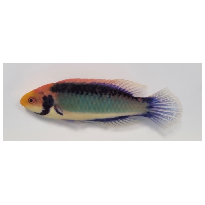 Cirrhilabrus aquamarinus - Koi Dwarf Parrot