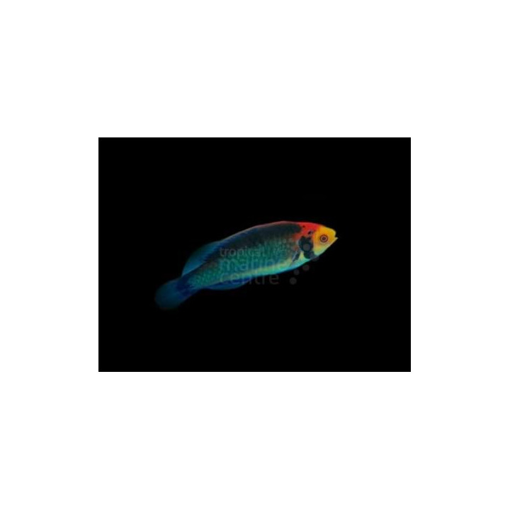 Cirrhilabrus aquamarinus - Koi Dwarf Parrot