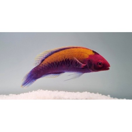 Cirrhilabrus aurantidorsalis - Gold Flash Dwarf Parrot