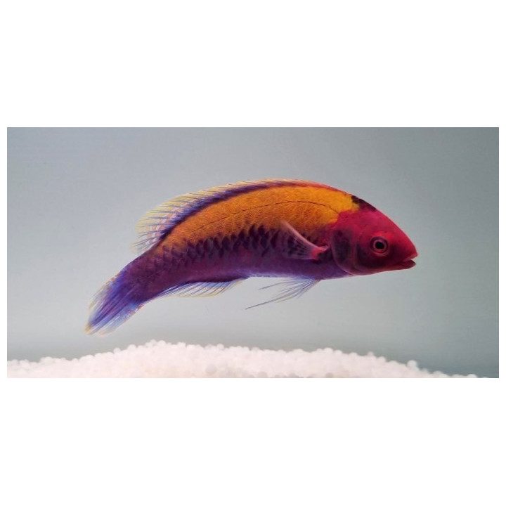 Cirrhilabrus aurantidorsalis - Gold Flash Dwarf Parrot