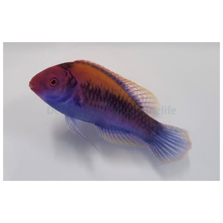 Cirrhilabrus aurantidorsalis - Gold Flash Dwarf Parrot
